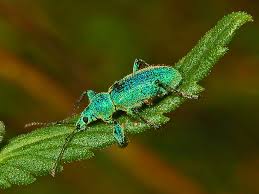 Attēlu rezultāti vaicājumam “Phyllobius”