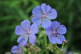 Attēlu rezultāti vaicājumam “Geranium pratense flower”