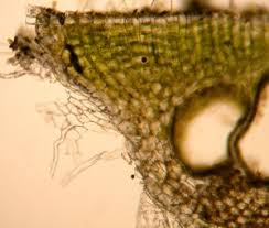 Attēlu rezultāti vaicājumam “Riccia sorocarpa macro”