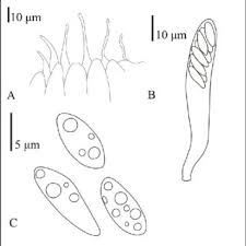 Attēlu rezultāti vaicājumam “Chlorencoelia versiformis”