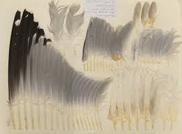 Image result for Larus audouinii