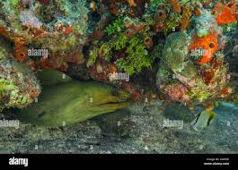 Image result for Gymnothorax funebris