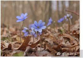 Attēlu rezultāti vaicājumam “Hepatica nobilis flower”