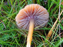 Attēlu rezultāti vaicājumam “Clavulinopsis cinerioides”