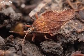 Attēlu rezultāti vaicājumam “Physatocheila smreczynskii”