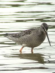 Image result for Tringa erythropus