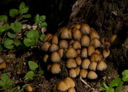 Attēlu rezultāti vaicājumam “Coprinus micaceus”