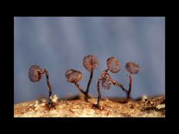 Attēlu rezultāti vaicājumam “Cribraria cancellata var. fusca”