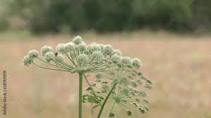 Attēlu rezultāti vaicājumam “Cicuta virosa”