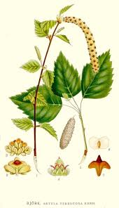 Attēlu rezultāti vaicājumam “Betula pubescens flower”