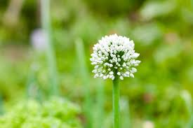 Attēlu rezultāti vaicājumam “Allium cepa flower”