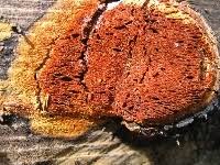 Attēlu rezultāti vaicājumam “Hapalopilus aurantiacus”