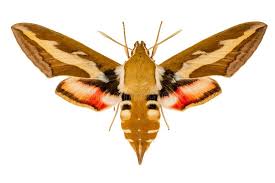 Attēlu rezultāti vaicājumam “Hyles gallii imago”