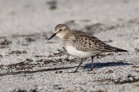 Image result for Calidris bairdii