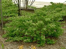 Attēlu rezultāti vaicājumam “Lonicera xylosteum leaf”