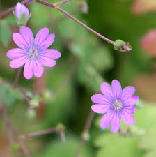 Attēlu rezultāti vaicājumam “Geranium pyrenaicum flower”