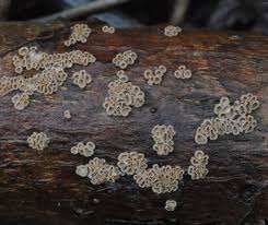 Attēlu rezultāti vaicājumam “Porotheleum fimbriatum”