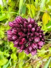 Attēlu rezultāti vaicājumam “Allium scorodoprasum flower”