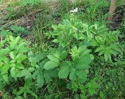 Attēlu rezultāti vaicājumam “Chaerophyllum aromaticum fruit”