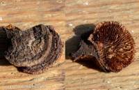 Attēlu rezultāti vaicājumam “Gloeophyllum abietinum”