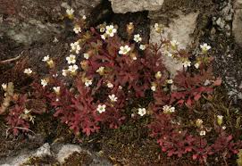 Attēlu rezultāti vaicājumam “Saxifraga tridactylites flower”