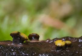 Attēlu rezultāti vaicājumam “Vibrissea decolorans”