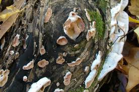 Attēlu rezultāti vaicājumam “Phlebia serialis”