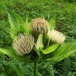 Attēlu rezultāti vaicājumam “Cirsium oleraceum”