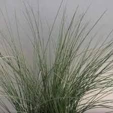 Attēlu rezultāti vaicājumam “Juncus inflexus”