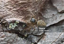 Attēlu rezultāti vaicājumam “Evarcha falcata female”