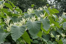 Attēlu rezultāti vaicājumam “Reynoutria sachalinensis leaf”