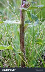 Attēlu rezultāti vaicājumam “Campanula cervicaria bud”