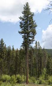 Attēlu rezultāti vaicājumam “Pinus ponderosa”