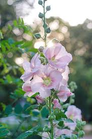 Image result for Alcea (althaea) rosea