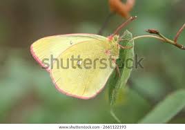 Attēlu rezultāti vaicājumam “Colias palaeno male”