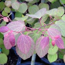 Attēlu rezultāti vaicājumam “Cercidiphyllum japonicum”