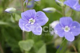 Attēlu rezultāti vaicājumam “Veronica filiformis flower”
