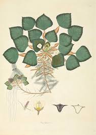 Attēlu rezultāti vaicājumam “Trapa natans leaf”