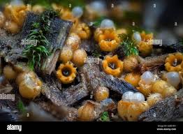 Attēlu rezultāti vaicājumam “Sphaerobolus stellatus”