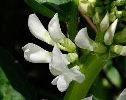 Attēlu rezultāti vaicājumam “Vicia faba flower”