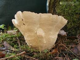 Attēlu rezultāti vaicājumam “Heterobasidion parviporum”