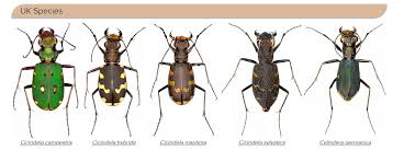 Attēlu rezultāti vaicājumam “Cicindela sylvatica imago”