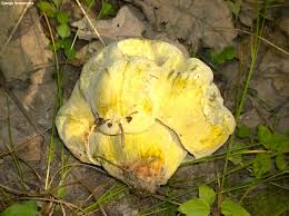 Attēlu rezultāti vaicājumam “Hypomyces chrysospermus”