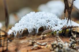 Attēlu rezultāti vaicājumam “Symphytocarpus flaccidus young”