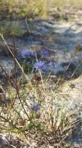 Attēlu rezultāti vaicājumam “Jasione montana leaf”