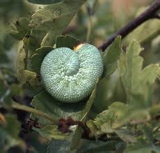Attēlu rezultāti vaicājumam “Trichiosoma larva”