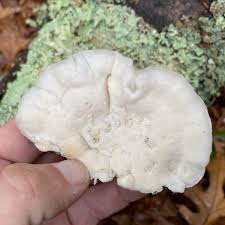 Attēlu rezultāti vaicājumam “Tyromyces chioneus”