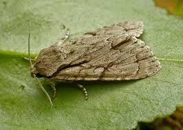 Attēlu rezultāti vaicājumam “Acronicta auricoma larva”