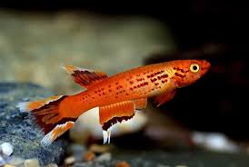 Attēlu rezultāti vaicājumam “Lophozia ascendens”