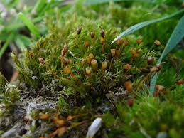 Attēlu rezultāti vaicājumam “Tortula lingulata macro”